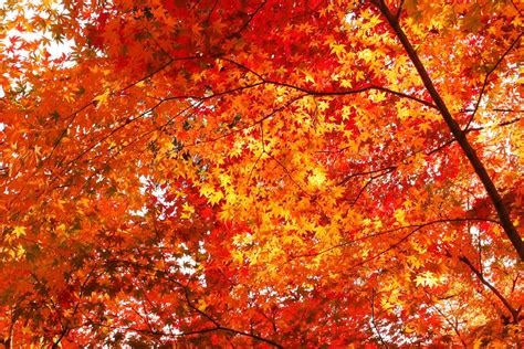 parable   autumn leaves