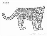 Jaguar Printable Coloring Pages Firstpalette Templates sketch template