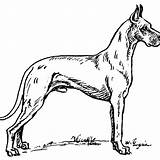 Coloring Pages Great Dane Dog Popular sketch template
