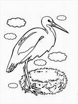 Coloring Stork Storks Coloringbay sketch template