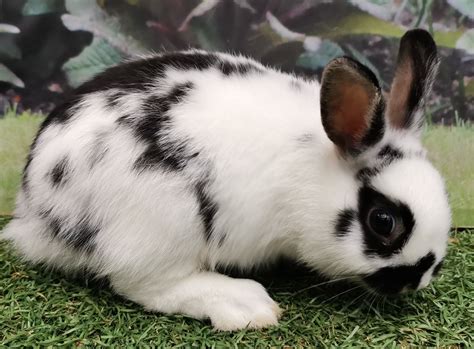 baby netherland dwarf rabbits  sale ukpets