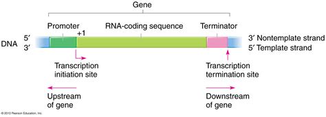 promoter  terminator regions  dna  transcription rmolecularbiology
