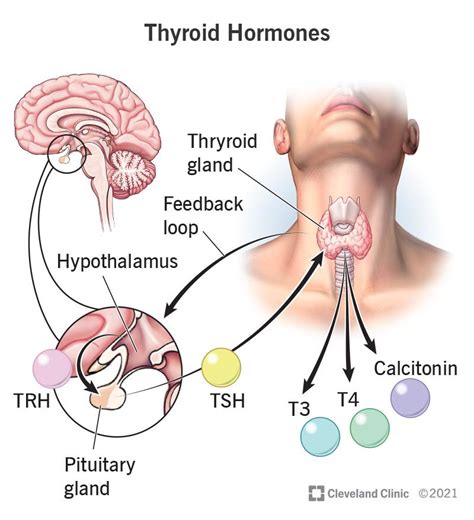 thyroid gland photo thyroid gland function location pictures body
