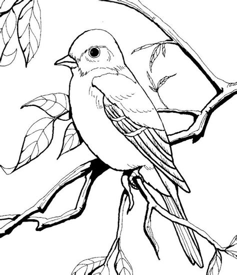 birds coloring pages  kids