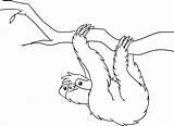 Sloth Leniwiec Sloths Rainforest Kapok Bicho Wiszący Kidocoloringpages Getdrawings Arlo Preguica Coloringbay Kolorowanki Obrazek Galho Segurando Druku Drukowanka Wydruku sketch template