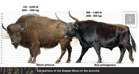 size comparison   extinct species  steppe bison   aurochs