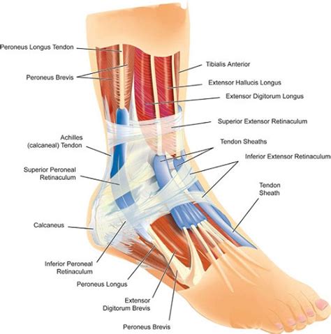 treatment approach  ankle sprains