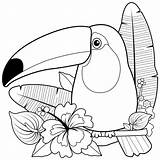 Toucan Tukan Kolorowanki Kolorowanka Bird Dla Egzotyczne Kwiaty Pobrania Wydrukowania Czarno Wektor Białe Rośliny Grafika sketch template