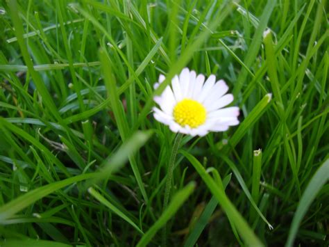 flower  grass red pix