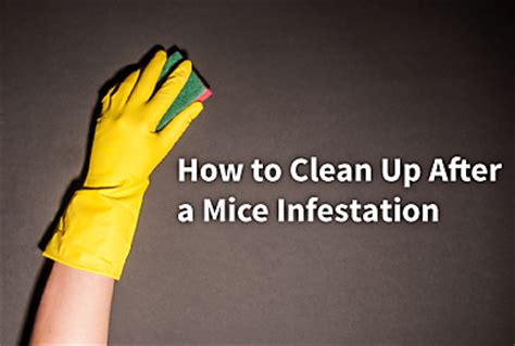 clean    mice infestation