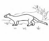 Ermine Stoat Coloring Pages Ferret Weasel Footed Color Printable Supercoloring Drawing Kids Template Categories sketch template