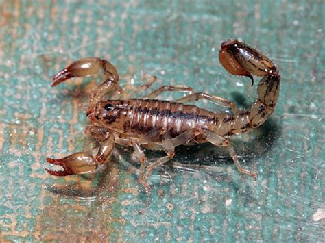 scorpion animal wildlife