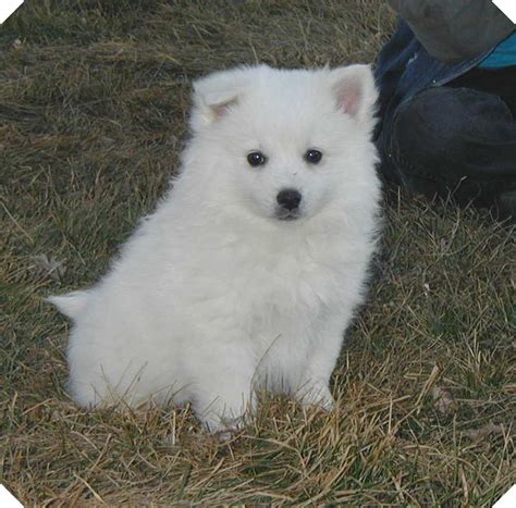american eskimo dog dog breed information puppies pictures