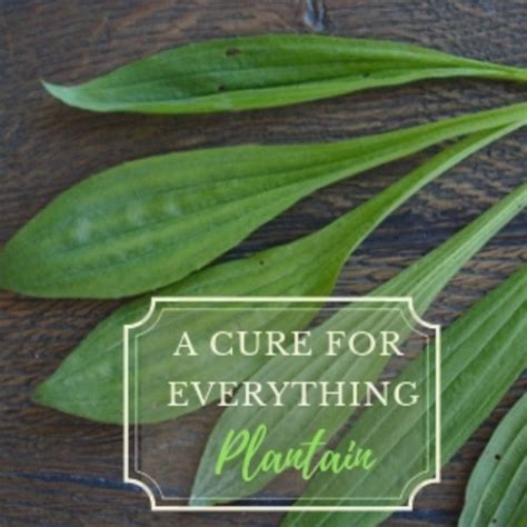 a cure for everything plantain new ideas herboloji
