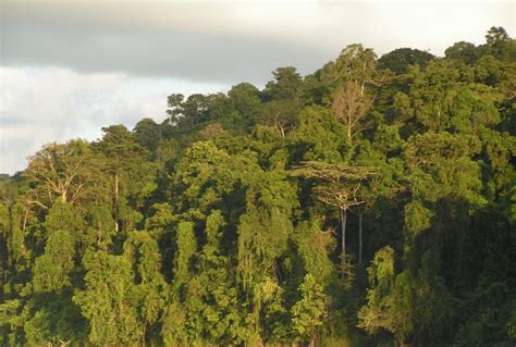 indonesian deforestation  palm oil plantation expansion slows  wur