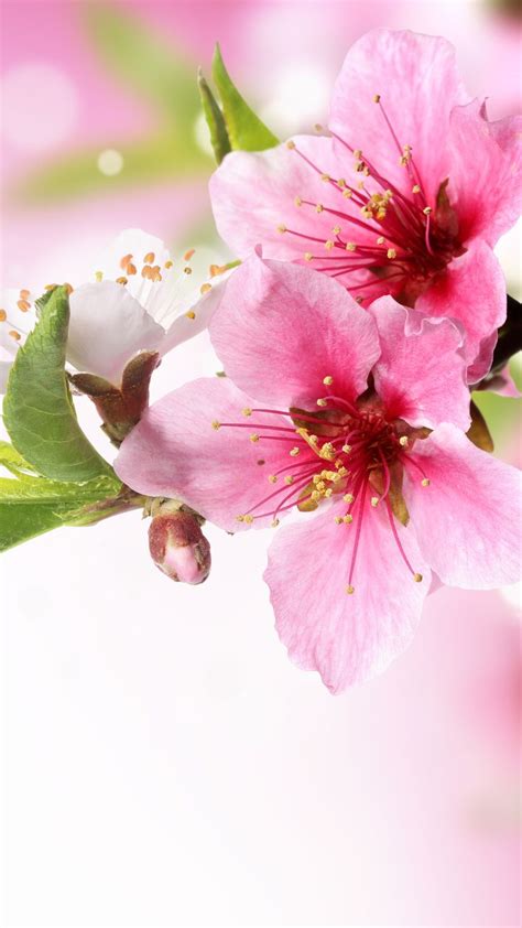 spring plum blossom branch macro iphone 6 wallpaper iphone wallpapers pinterest phones