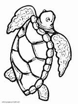Coloring Pages Sea Animals Turtles Animal Printable sketch template