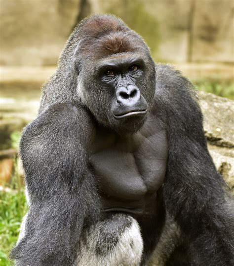 cops investigate killing  gorilla  rescue  boy  cincinnati