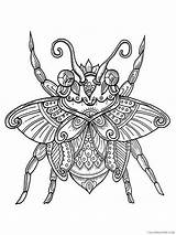 Zentangle Coloring4free Insect sketch template