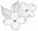 Dogwood Flower Cornus Florida Drawing Toadshade Drawings Coloring Pages Paintingvalley Wildflower Farm Flow sketch template