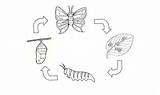 Butterfly Coloring Pages Cycle Life Wings Templates sketch template