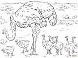Ostrich Coloring Pages Chicks Baby Drawing Printable Supercoloring Designlooter Drawings Templates Template Skip Main sketch template