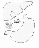 Stomach Organs Human Body Life Drawing Print Printable Cut Size Coloring Science Anatomy Preschool Activity Sized Kids Teaching Child Getdrawings sketch template