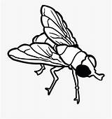 Housefly Flies Cliparts Clipground sketch template