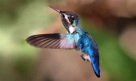 bee hummingbird  animal facts appearance diet habitat behavior