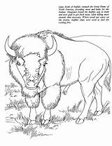 Buffalo Coloring Pages Bison African Printable Kids Animals Realistic American Animal Color Sheet Book Native Oregon Trail Drawings Gif Information sketch template