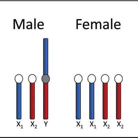 conceptual diagram of sex chromosomes in male and female sockeye