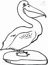 Malvorlagen Pelican Pelikan Pelicans Pelikaan Malvorlage Vogel Ausdrucken Tekenen Drucken Bezoeken Peggy Bridgeman sketch template