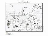 Arctic Tundra Ecosystems Ecosystem Habitat Nationalgeographic Rainforest sketch template