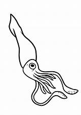 Lula Tintenfisch Squid Pintar Ausmalbild Ballistic ähnliche sketch template