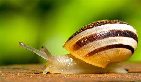 snail pentax user photo gallery