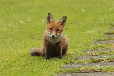 fox pup stock image image  front pups cubs nature