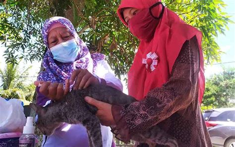 penampungan kucing liar  sampit merasa terbantu adanya vaksin rabies
