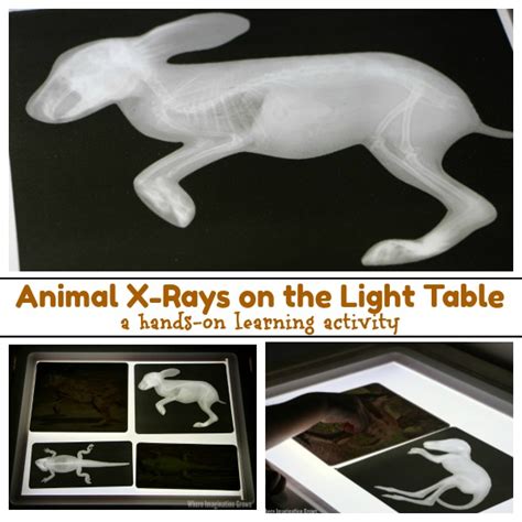 animal  rays printables