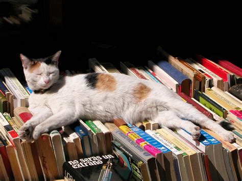 cat  books  photo  freeimages
