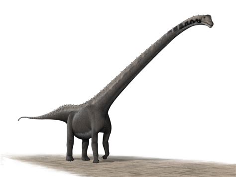 top  largest dinosaurs    lived