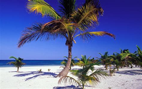 palmen  strand