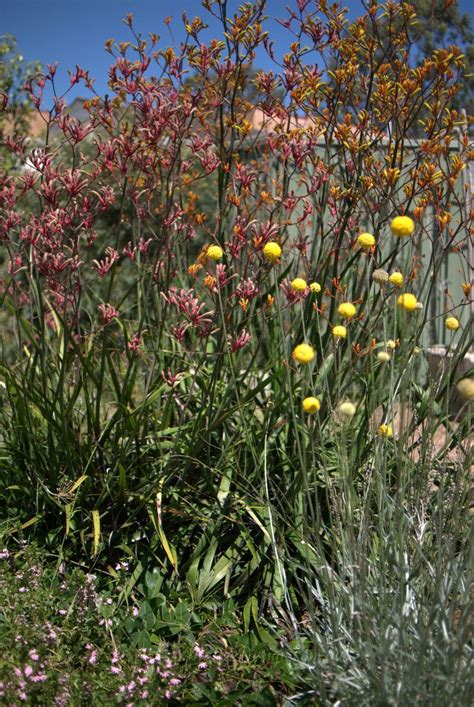 happiest daisy pycnosorus globosus mallee design australian