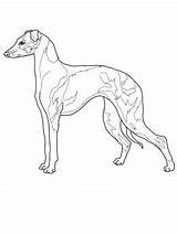 Coloring Greyhound Italian Choose Board sketch template