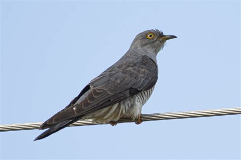 common cuckoo bird count india