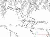 Tukan Toucan Kolorowanki Ausmalbild Dzieci Ausmalbilder Realistischer Coloriage Supercoloring Tiere Kategorien sketch template