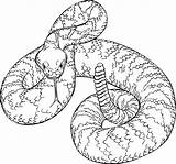 Rattlesnake Diamondback Snakes Serpenti Openclipart Pngkey Barat Disegno Serpente Creazilla Stile Realistico Reptile sketch template