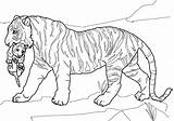 Tiere Dyr Cubs Tegninger Afrika sketch template