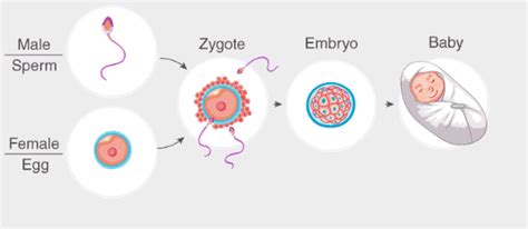 Reproduction In Human Beings How Do Organisms Reproduce Class 10