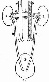 Urinary Excretory Bladder Gutenberg Renal Kidney Kidneys Ibiblio Image87 Ureters sketch template