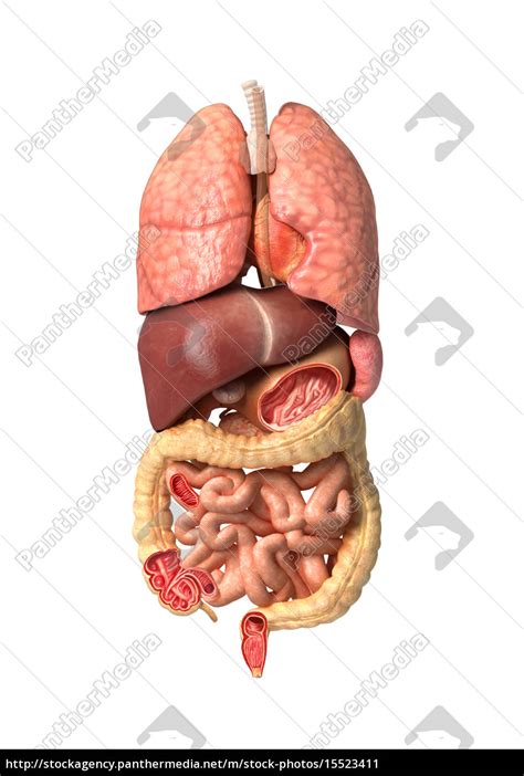 menschliche maennliche anatomie innere organe allein lizenzfreies bild